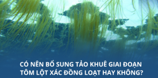 Có nên bổ sung tảo khuê giai đoạn tôm lột xác đồng loạt hay không?